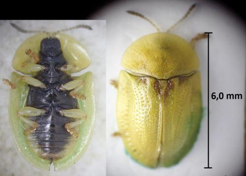 Cassida denticollis